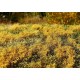 Grass Mats Premium Blooming Meadow - Autumn (18x28cm)