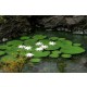 1/48 Low Vegetation - Waterlily
