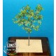 1/48 Lime Tree - Paper Plant kit