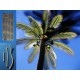 1/48, HO Scale Small Palm Tree (110mm)