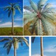 1/35, 1/48, 1/72 Common Super Detailed Palm Tree